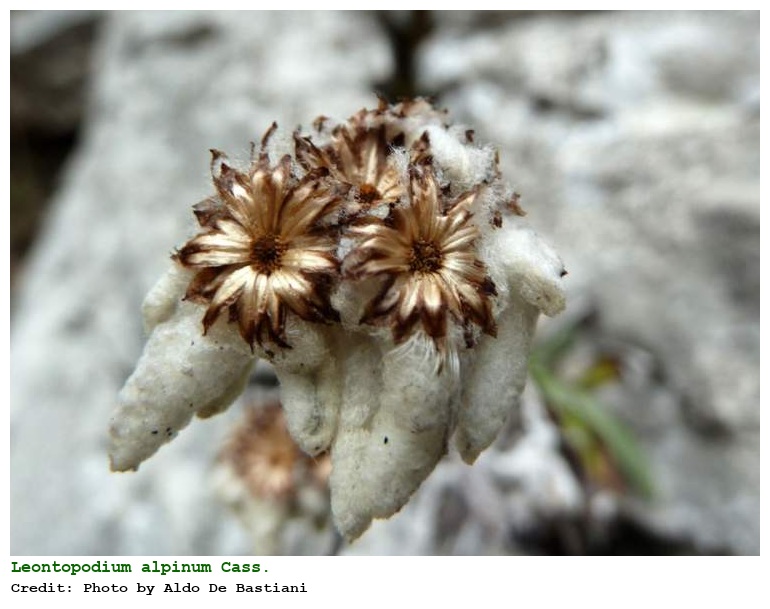 Leontopodium alpinum Cass.